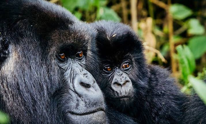 2 Day Uganda Gorilla Trekking Safari