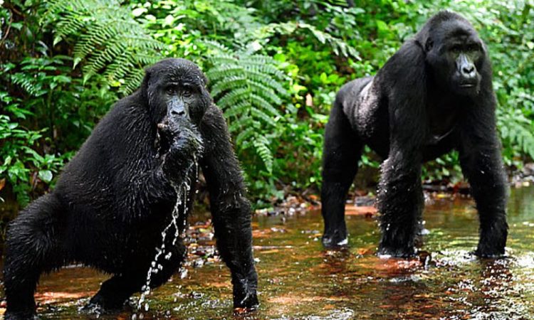 9 Day Uganda Gorilla & Chimp Safari