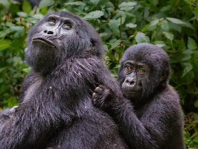 3 Day Uganda Gorilla Safari from Kigali