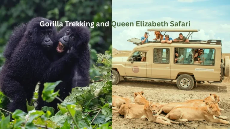 6 Day Uganda Gorilla & Queen Elizabeth Safari