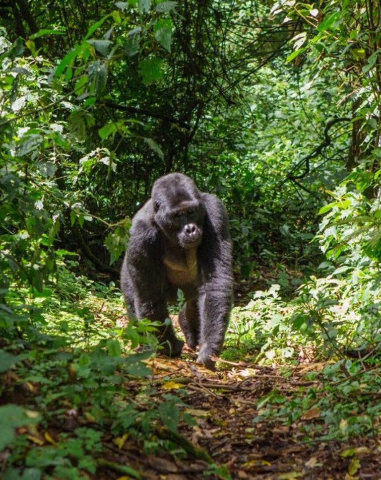 8 Day Uganda Big Five & Primates Safari