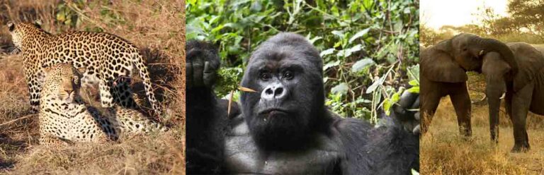 9 Day Uganda Wildlife & Gorilla Safari