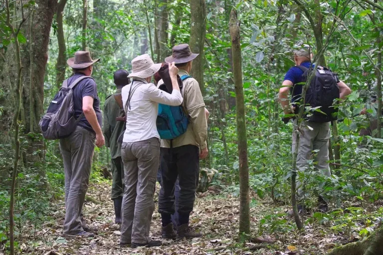 Tourists trekking through Kibale forest with a guide