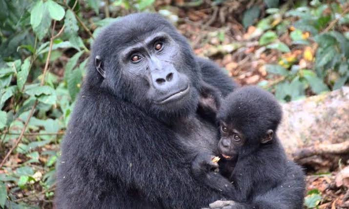 3 Day Mgahinga Gorilla Safari