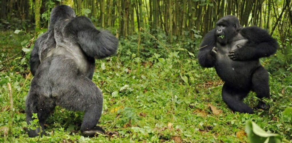 What Happens When Two Silverbacks Fight?