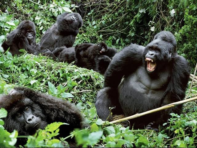 2 Day Bwindi Gorilla Safari from Kigali