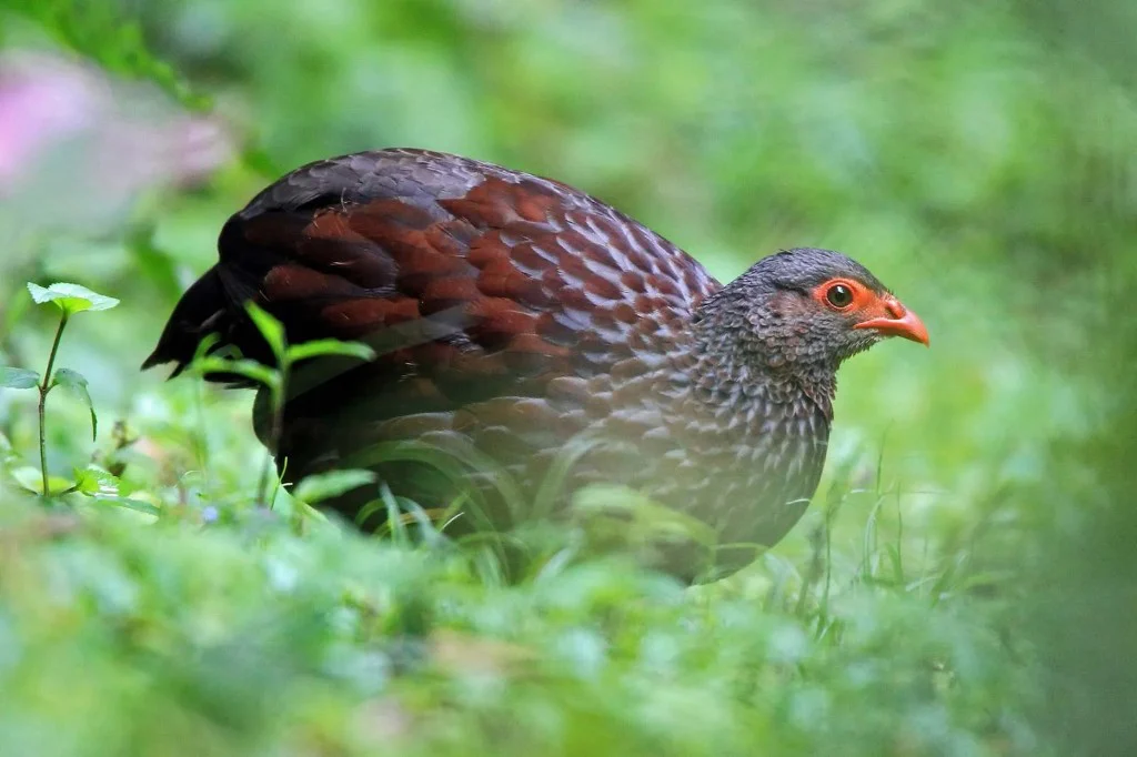Albertine Rift forest bird in Bwindi Impenetrable National Park