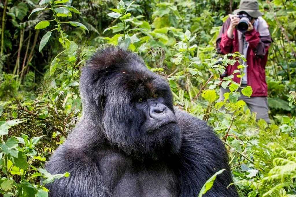 Mountain gorilla in the forest during trekking in Bwindi