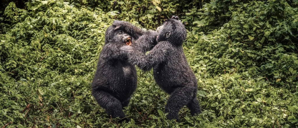 Young mountain gorillas during a habituation experience in Bwindi