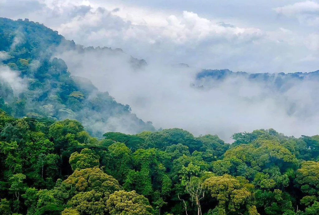 Mist-shrouded rainforest canopy in Bwindi Impenetrable National Park