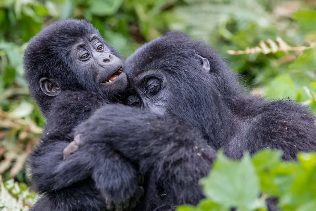 Young mountain gorillas in Bwindi on a Uganda gorilla safari