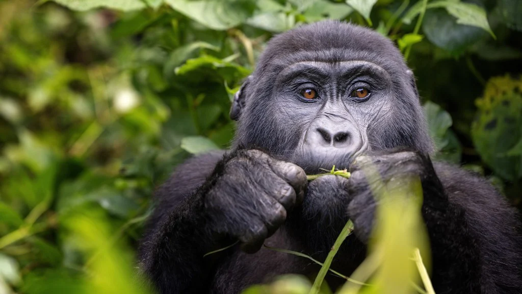 Gorilla trekking trail through dense rainforest in Bwindi