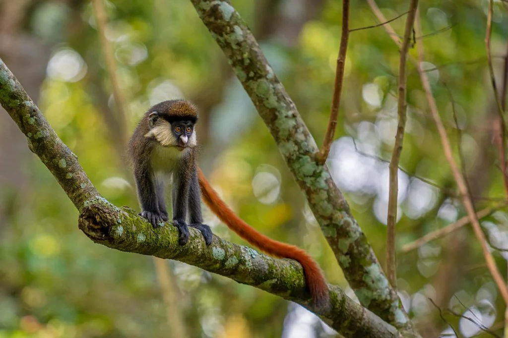 Forest primate wildlife in Bwindi Impenetrable National Park